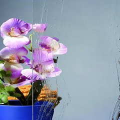 Altdeutsch Bezbarwna